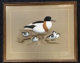 Andy Graystone, gouache and watercolour, study of a common shelduck and ducklings, signed and dated,