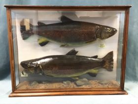 A pair of C20th cased Scottish trout caught in Loch Killin in 1957 weighing 11lbs, the taxidermy