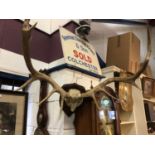 11 point stag antlers trophy, with shield back inscribed 'Inverailort 9-9-70', 64cm wide