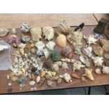 Collection of world seashells and corals (Not for Export)