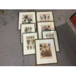 Group of decorative conchology prints, in glazed frames. (7)