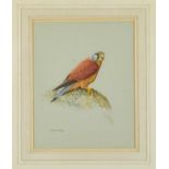 R. David Digby (b.1936) watercolour - A Kestrel, signed, 31cm x 24cm, in glazed gilt frame