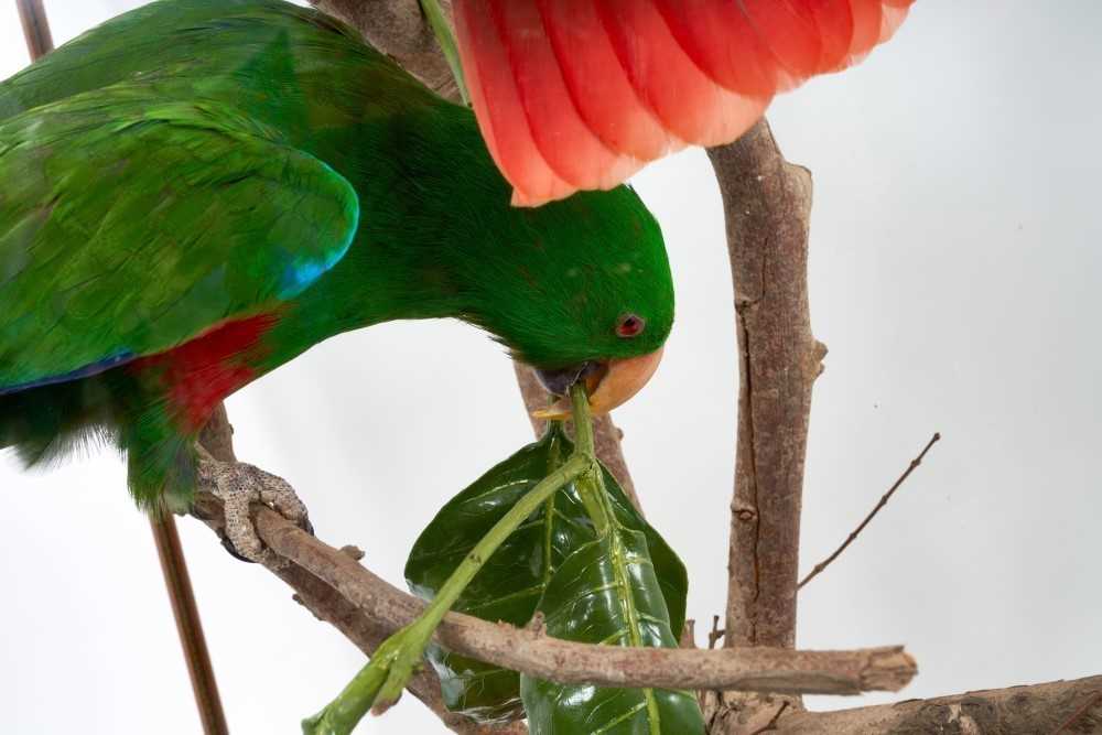 A fine taxidermy display, cased pair of Eclectus Parrots (Eclectus Roratus) mounted in naturalistic - Image 3 of 3