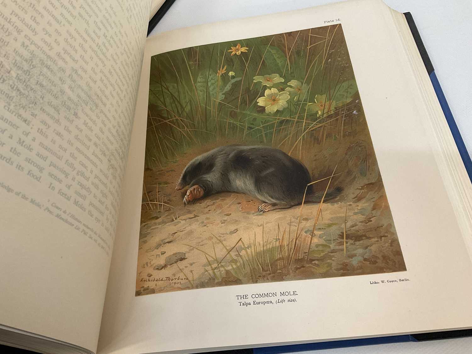 John Guille Millais - The Mammals of Great Britain and Ireland, 3 vols. 1905 first edition - Image 7 of 7