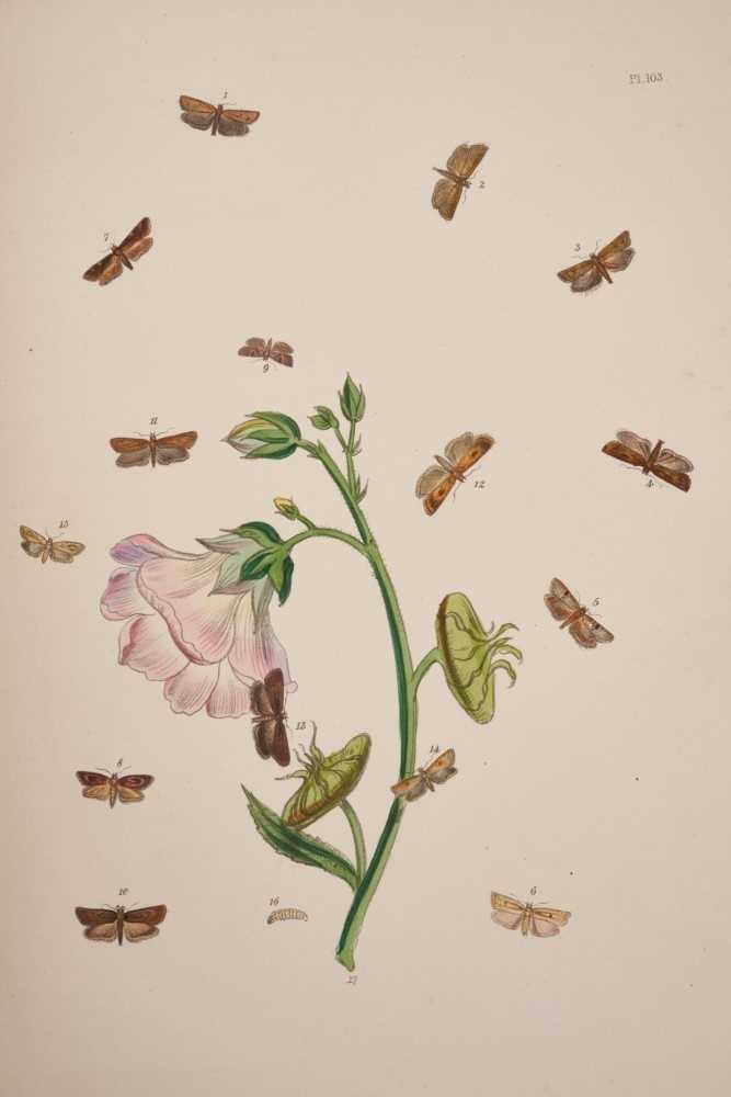 Henry Noel Humphreys and John Obadiah Westwood - British Moths and their Transformations, 2 vols., 1 - Image 6 of 6