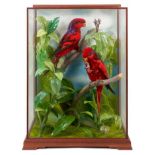 A fine taxidermy display, cased pair of Blue-Streaked Lorys (Eos Reticulata), mounted in naturalisti