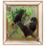 A taxidermy display, cased trio of Black Lorys (Chalcopsitta Atra), mounted in naturalistic setting,