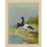 Philip Rickman (1891-1982) watercolour and gouache - Pair of Magpie Geese, signed and dated 1962, 39