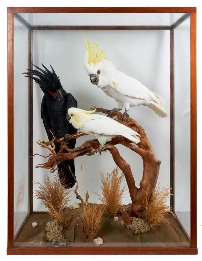 A fine taxidermy display, cased trio of Cockatoos comprising a Palm Cockatoo (Probosciger Aterrimus)