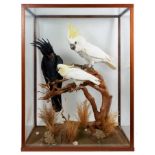 A fine taxidermy display, cased trio of Cockatoos comprising a Palm Cockatoo (Probosciger Aterrimus)
