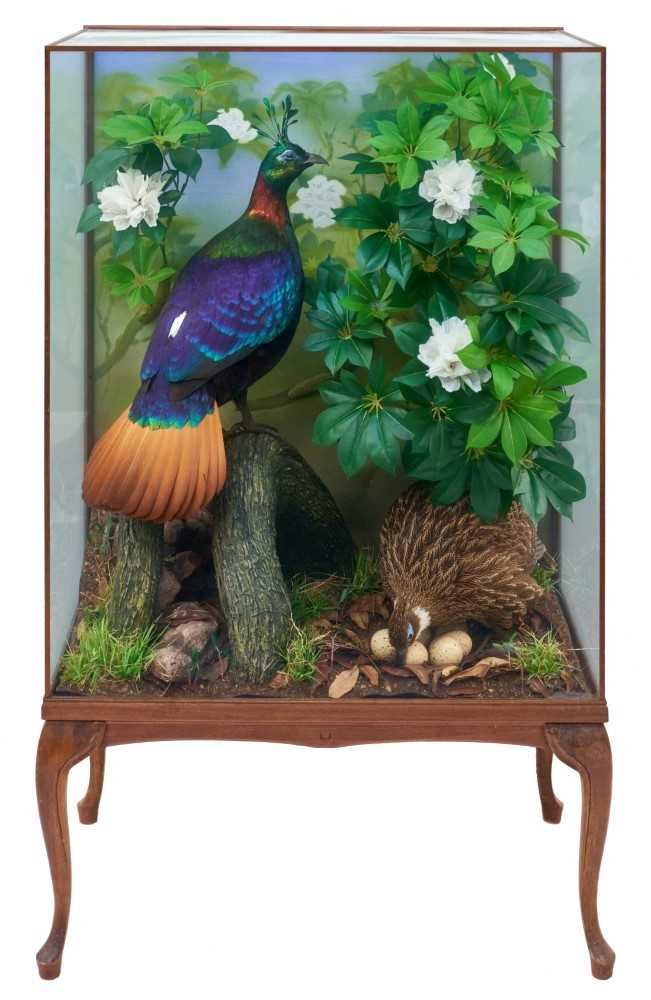 A fine taxidermy display, pair of Himalayan Monal Pheasants (Lophophorus Impejanus) with a nest of e