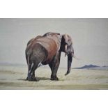 Allan Carter (1909-?) watercolour - Lone Elephant Tsavo, signed, 26cm x 45cm, in glazed frame