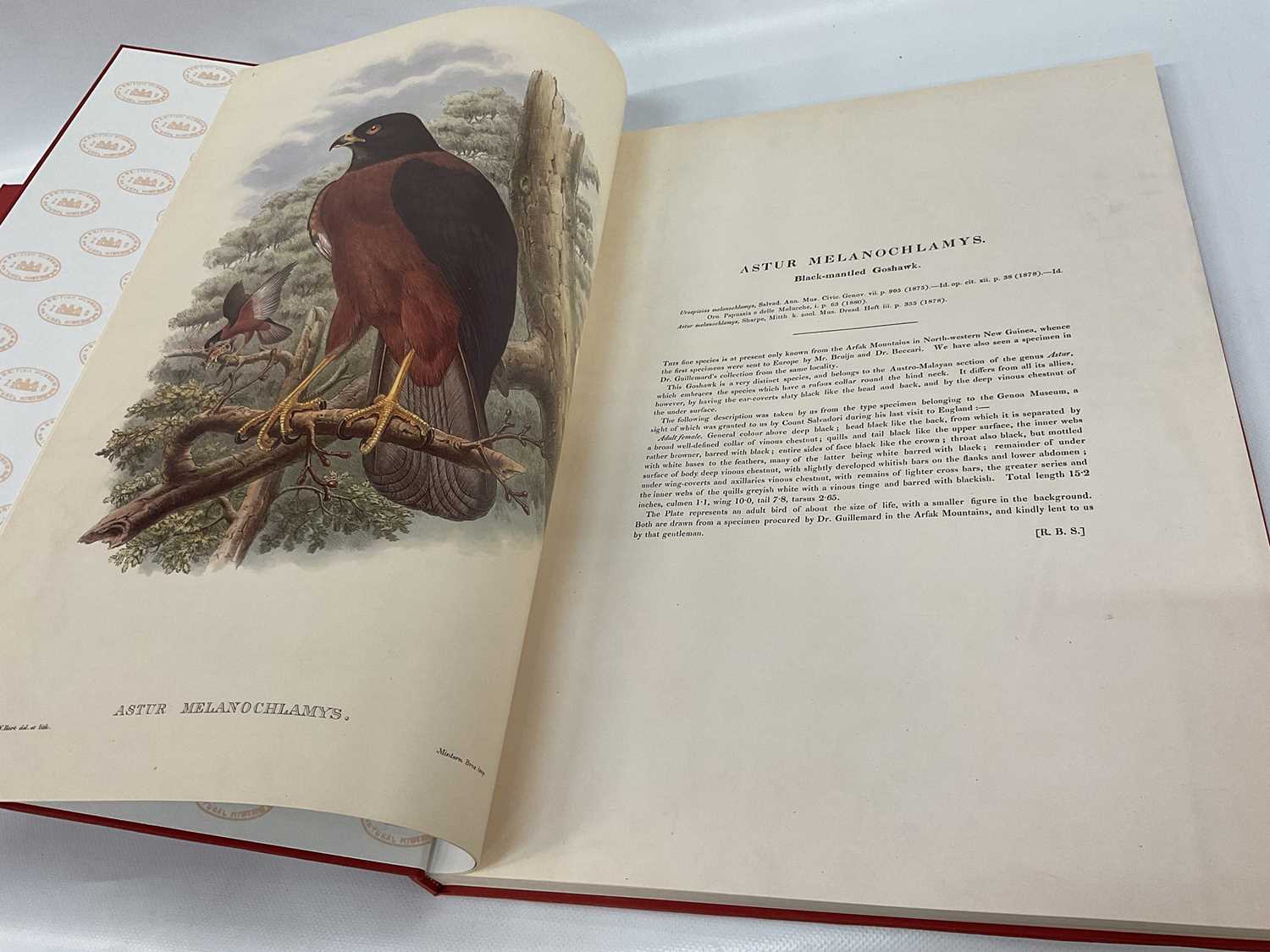 John Gould - Birds of New Guinea, vols. 1, 2 and 5, facsimile edition by Hill House, all numbered (3 - Image 4 of 8