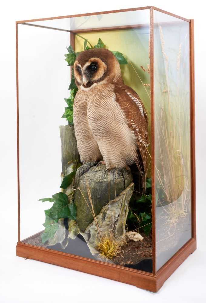 A fine taxidermy display, cased Brown Wood Owl (Stix Leptogrammica), mounted in naturalistic setting - Image 2 of 2