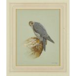 R. David Digby (b.1936) watercolour - A Gyrfalcon, signed, 31cm x 24cm, in glazed gilt frame