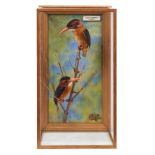 A taxidermy display, cased pair of Pygmy Kingfishers (Ceyx Picta), mounted in naturalistic setting,