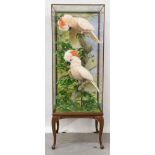 A fine taxidermy display, cased pair of Moluccan Cockatoos (Cacatua Moluccensis), mounted on branche