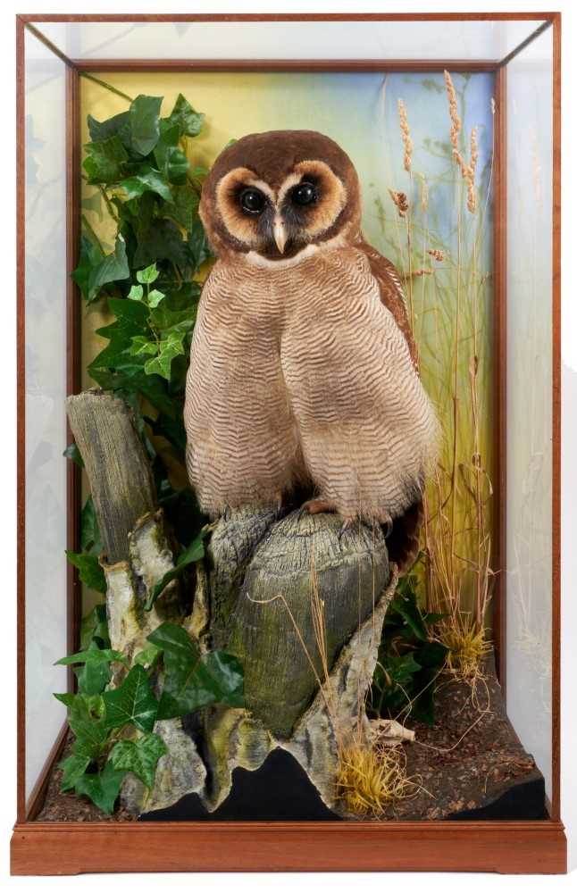 A fine taxidermy display, cased Brown Wood Owl (Stix Leptogrammica), mounted in naturalistic setting