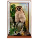 A fine taxidermy display, cased Brown Wood Owl (Stix Leptogrammica), mounted in naturalistic setting