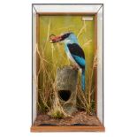 A fine taxidermy display, cased Blue-Breasted Kingfisher (Halcyon Malimbica) with scorpion in its be