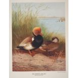 John Guille Millais - British Diving Ducks, two Vols, 72 colour, collotype or photogravure plates, 1