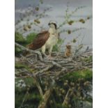 Ernest Leahy (b.1942) watercolour - Osprey and Chick, signed, inscribed verso, 51cm x 36cm, in glaze