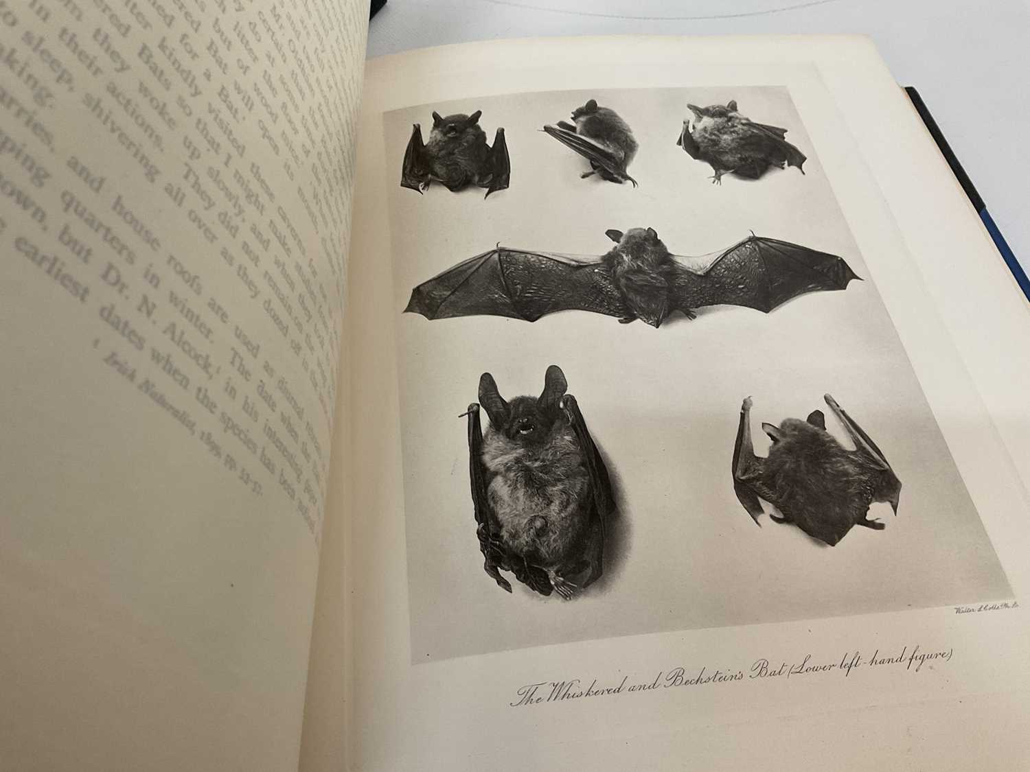 John Guille Millais - The Mammals of Great Britain and Ireland, 3 vols. 1905 first edition - Image 6 of 7