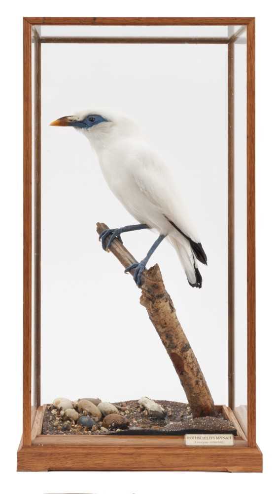 A taxidermy display, cased Rothschild's Mynah (Leucopsar Rothschildi) mounted in naturalistic settin