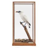 A taxidermy display, cased Rothschild's Mynah (Leucopsar Rothschildi) mounted in naturalistic settin