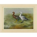 Philip Rickman (1891-1982) watercolour and gouache - Pair of Magellan Geese, signed and dated 1962,