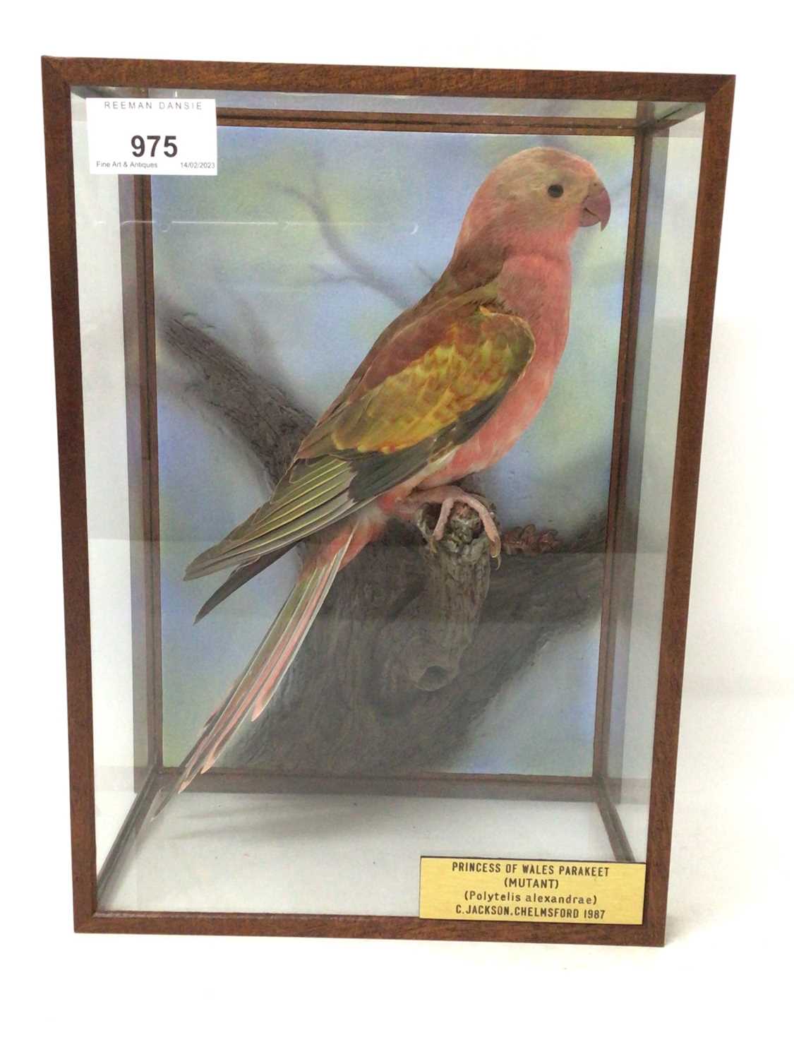 A taxidermy display, cased Princess of Wales Parakeet (Polytelis Alexandrae) mounted in naturalistic