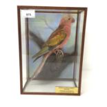 A taxidermy display, cased Princess of Wales Parakeet (Polytelis Alexandrae) mounted in naturalistic