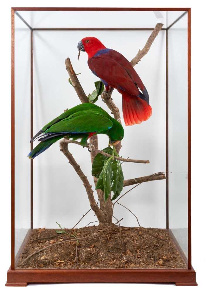 A fine taxidermy display, cased pair of Eclectus Parrots (Eclectus Roratus) mounted in naturalistic