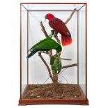 A fine taxidermy display, cased pair of Eclectus Parrots (Eclectus Roratus) mounted in naturalistic