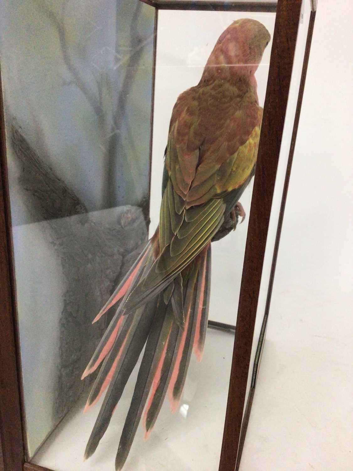 A taxidermy display, cased Princess of Wales Parakeet (Polytelis Alexandrae) mounted in naturalistic - Image 2 of 3