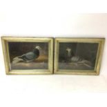 Pair of early 20th century embossed relief lithographic prints of Pigeons in gilt frames