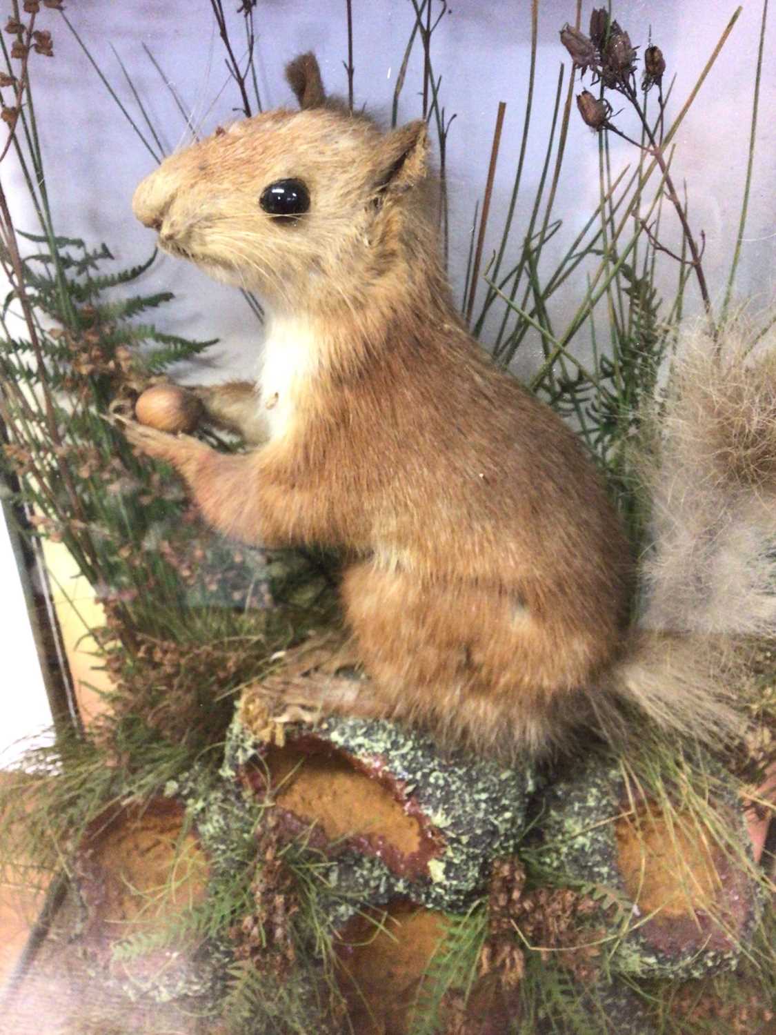 Victorian Red Squirrel within naturalistic setting in glazed case - Image 2 of 4