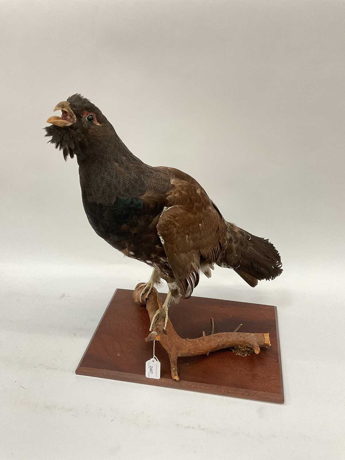 Taxidermy capercaillie on wooden base