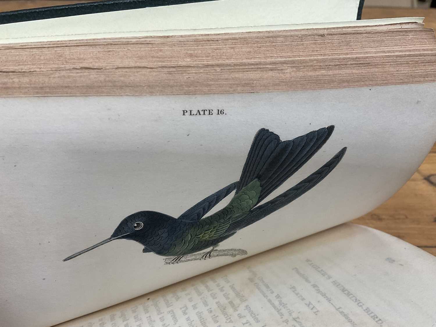 William Jardine - The Natural History of Humming-Birds, The Naturalist's Library series, 2 volumes, - Image 6 of 16