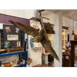 Taxidermy falcon