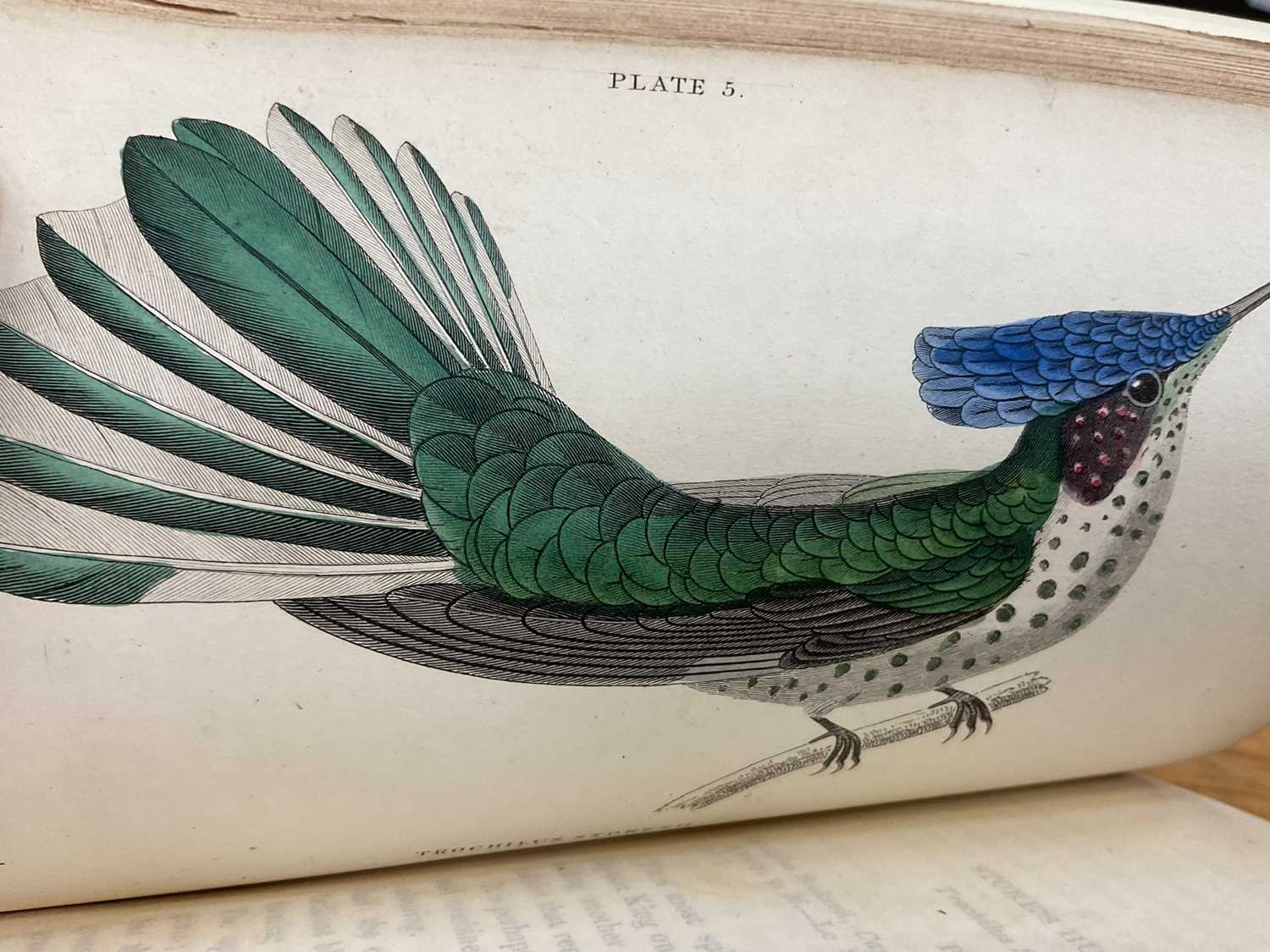 William Jardine - The Natural History of Humming-Birds, The Naturalist's Library series, 2 volumes, - Image 8 of 16