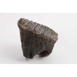 A woolly mammoth tooth, discovered on the North Sea bed