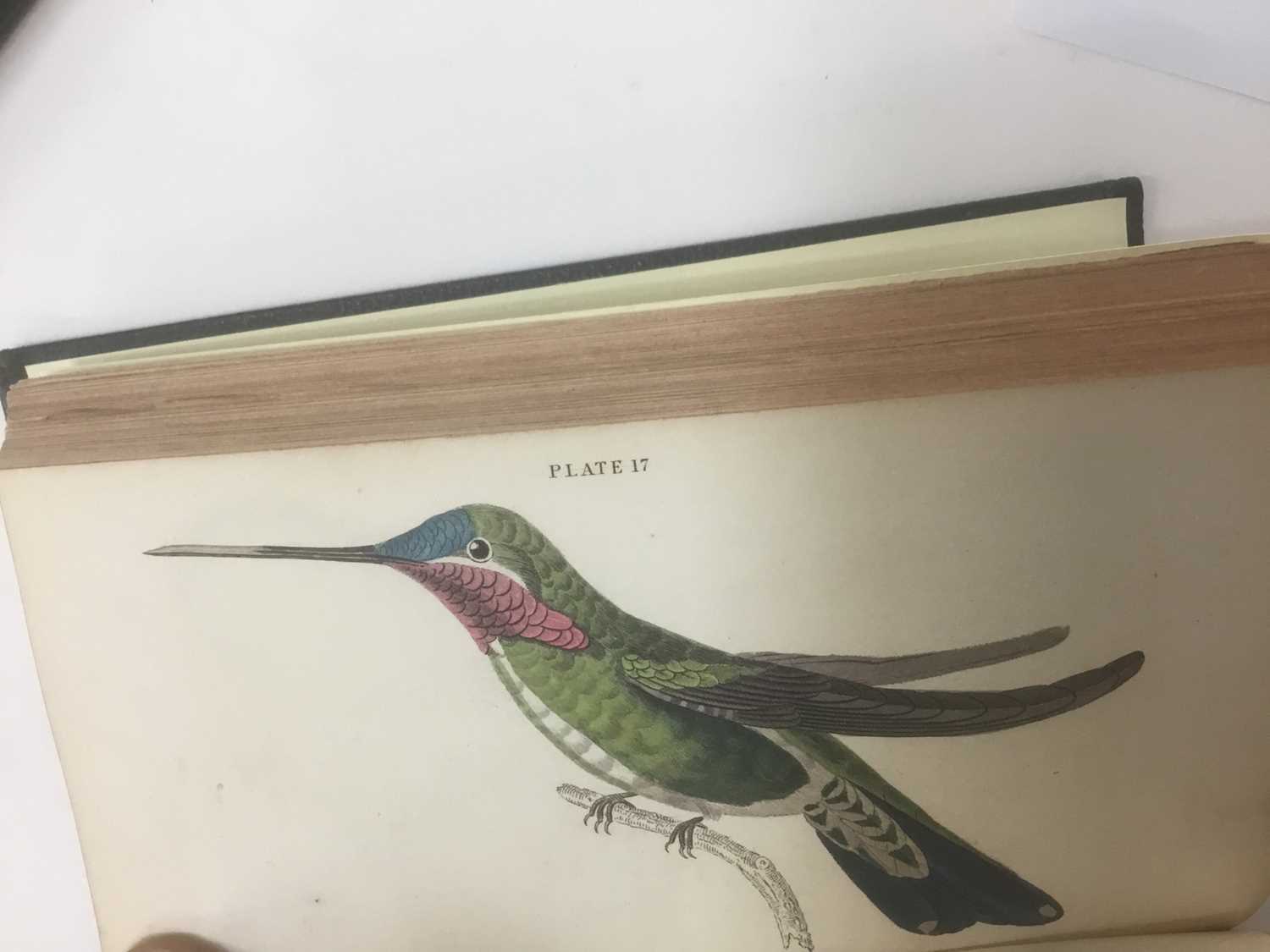 William Jardine - The Natural History of Humming-Birds, The Naturalist's Library series, 2 volumes, - Image 4 of 16