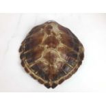 Green Turtle shell (Chelonia mydas), circa 1940s. 41.5cm long x 39.5cm wide