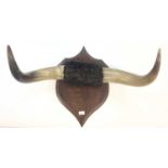 Pair of vintage cow horns mounted on an oak shield