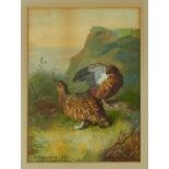 Archibald Thorburn (1860-1935) watercolour - Brace of Grouse, signed and dated 1885, 35cm x 25cm, in