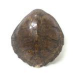 Green Turtle shell (Chelonia mydas), circa 1940s. 62cm long x 58cm wide. Certificate No. 629542/01