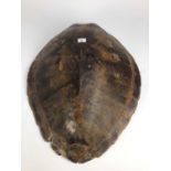 Green Turtle shell (Chelonia mydas), circa 1940s. 70cm long x 58cm wide