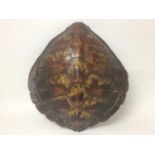 Green Turtle shell (Chelonia mydas), circa 1940s. 48cm long x 46cm wide. Certificate No. 629542/02