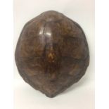 Green Turtle shell (Chelonia mydas), circa 1940s. 69cm long x 61cm wide. Certificate No. 629542/03